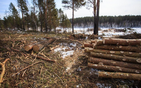 Пенсионер из Кировской области незаконно вырубил лес на 430 тысяч рублей