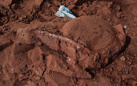 В Котельничском районе раскопали древнего ящера