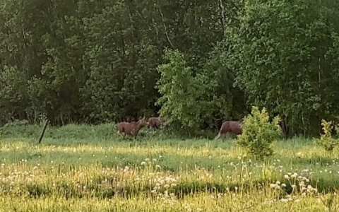 В ГИБДД назвали трассы, где велика вероятность аварий с участием диких животных