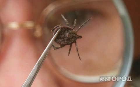 В Кировской области четырех детей укусили энцефалитные клещи