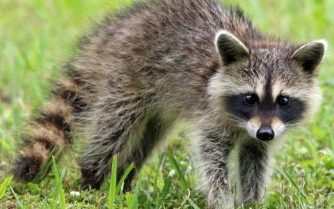 Кировчанка не уследила за домашним енотом: серьезно пострадал младенец