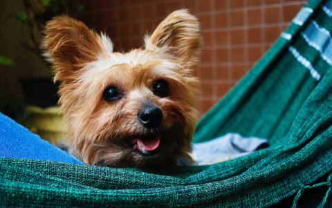 Овнов погубит лень, а Раки потеряют голову: гороскоп на вторник