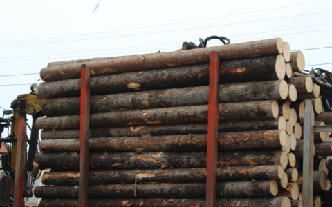 В Афанасьевском районе незаконно вырубили лес на полмиллиона рублей