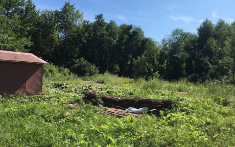Житель Котельнича в качестве подарка сыну на день рождения вырубил борщевик у пруда