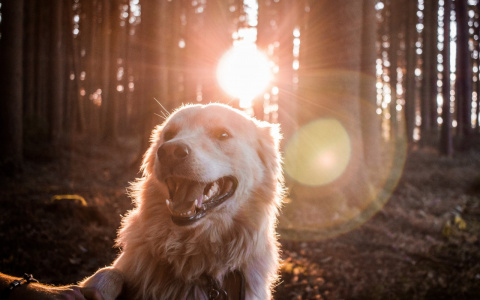 Тельцы сделают выводы, а Рыбам нельзя рисковать: гороскоп на четверг