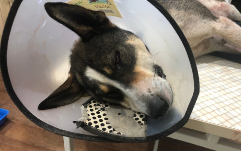 Стреляют, избивают, душат: в Яранске участились случаи жестокого отношения к животным