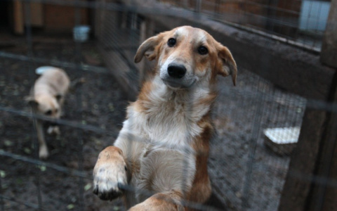 «Дай лапу, друг!»: поможем бездомным животным вместе
