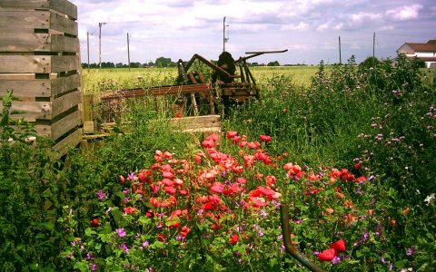 В Кировской области на участке женщины нашли 74 куста наркосодержащего растения