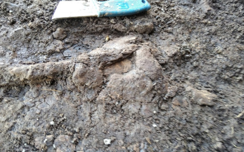 На севере Кировской области мужчина обнаружил останки древнего пресмыкающегося