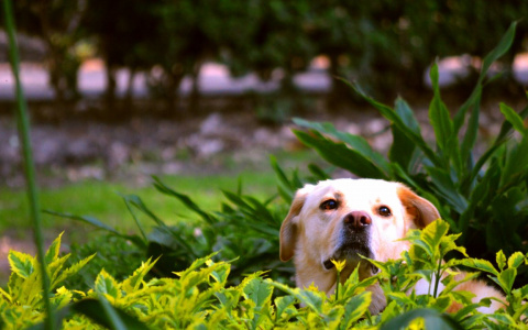 Львы потеряют чувство меры, а Раки бросят все: гороскоп на четверг
