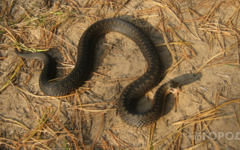 В Кировской области зафиксировали семь случаев укусов ядовитых змей