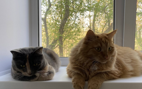 Кировчане выберут лучшую компанию в «Рейтинге производителей и продавцов окон»