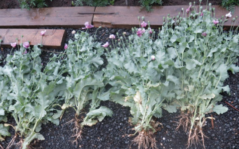 Жительнице Кировской области грозит тюрьма за выращивание мака