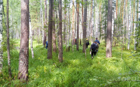 Кировские пенсионеры ушли в лес за грибами и пропали