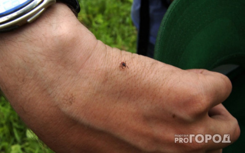 Более 50 жителей Кировской области заразились клещевым энцефалитом