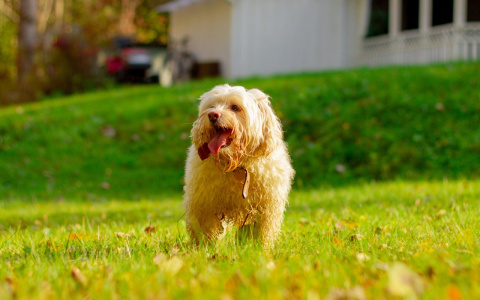Львы пойдут против системы, а Тельцам нельзя спешить: гороскоп на вторник