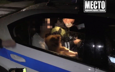 В Кирове нетрезвая женщина со шпицем на дорогой иномарке устроила ДТП