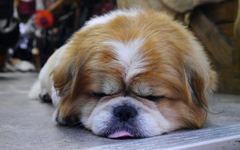 Овнам пора сделать паузу, а Близнецы пойдут на поводу у эмоций: гороскоп на четверг