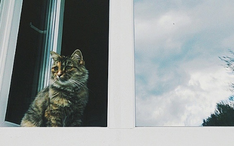 В Кирове закончено голосование в «Рейтинге производителей и продавцов окон»