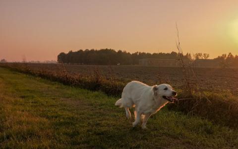 Львы проведут работу над ошибками, а Раков будут критиковать: гороскоп на вторник