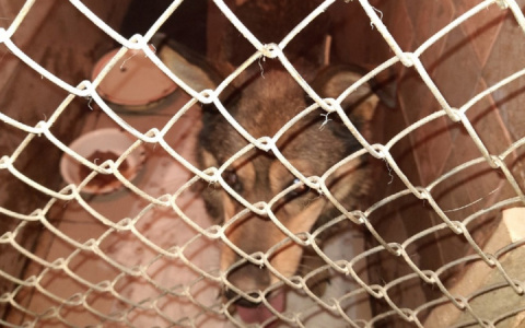 В Кирове волонтеры спасли собаку, упавшую в очистные сооружения в заброшенном доме