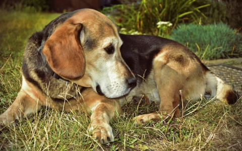 Кировчанин отправится в тюрьму почти на два года за кражу собаки