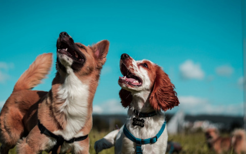 Близнецы будут склонны к флирту, а Раки воплотят мечты в жизнь: гороскоп на среду