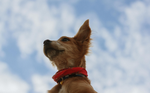 Девы пойдут на повышение, а Козерогам нельзя рисковать: гороскоп на четверг