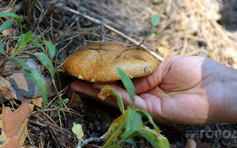 Кировчанам рассказали, как не отравиться грибами