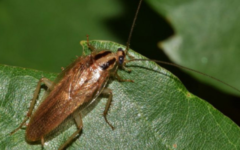 Впервые в Кирове тараканы поборются в соревнованиях