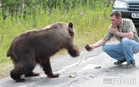 Медведь в Богородском районе мешает жителям ходить на работу