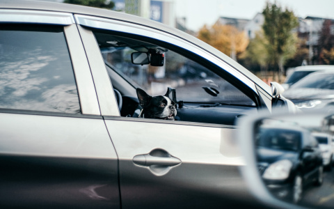 Тельцы наладят дела, а Ракам сулят новые отношения: гороскоп на выходные