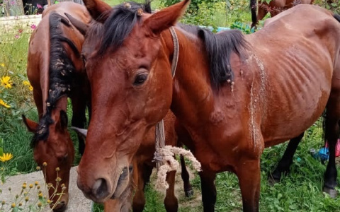 Голодные и худые: в Кировской области разыскивают хозяина истощенных лошадей