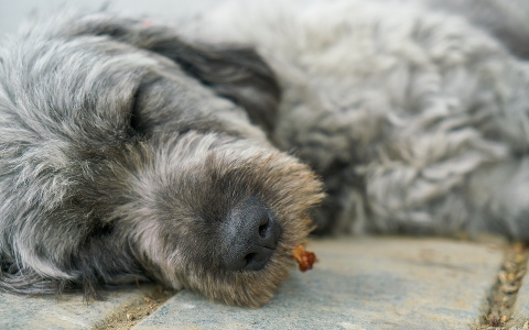 Хоронить животных в земле запрещено по закону