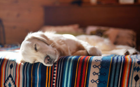 Весам потреплют нервы, а Скорпионов потянет на флирт: гороскоп на четверг