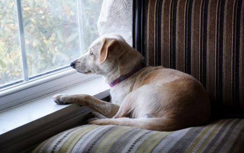 Зоопсихологи не рекомендуют оставлять животных одних в квартире на время отъезда