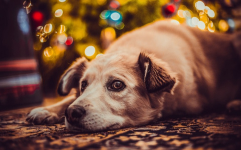 Дев ждет новое увлечение, а Водолеев – крупные траты: гороскоп на неделю