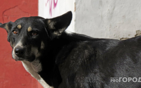 Животные теперь под защитой: в Госдуме рассказали о принятых законах