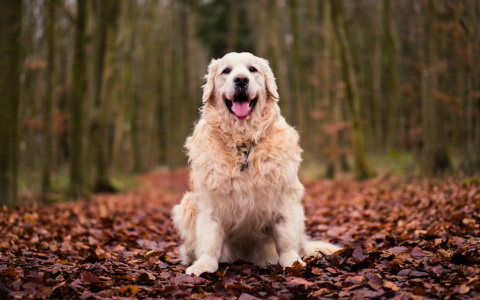Ракам грозит долговая яма, а Весы соберут волю в кулак: гороскоп на вторник