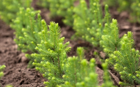 В 2021 году Segezha Group увеличила  площадь лесовосстановления на 32%