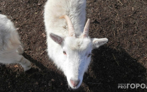 Кировская область попала в топ регионов со стремительным приростом числа козлов и овец