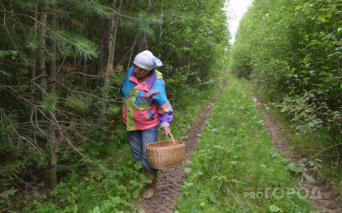 В лесах Кировской области пропали две пенсионерки