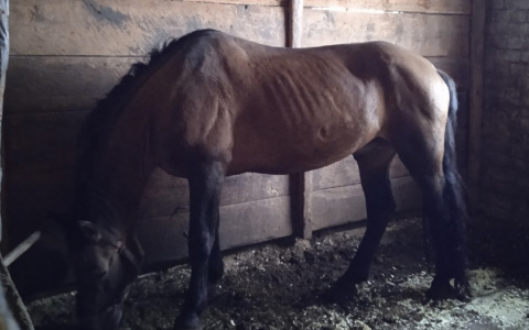 Жители Кировской области собирают корм для лошадей из конюшни Нолинска