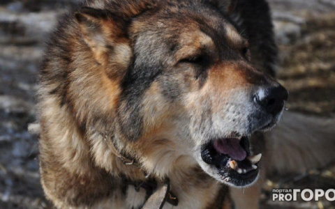 В Кирове собака искусала ребенка и продолжила гулять без намордника