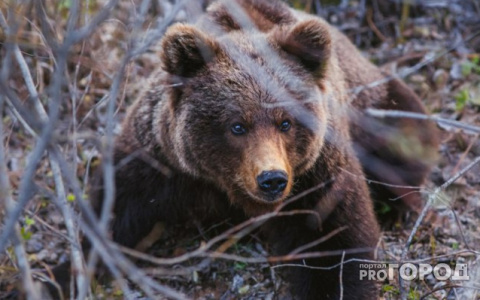 В Шабалинском районе объявили карантин из-за зараженного медведя