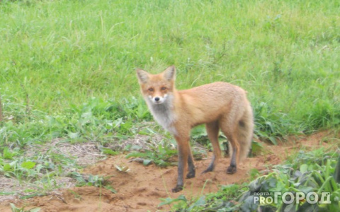 В Кировской области открыли сезон охоты на зайца, лису и енотовидную собаку