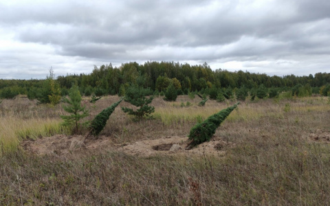 Около 100  сосен незаконно выкопали в Уржумском районе