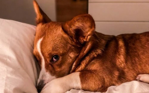 Раки встретят «волка в овечьей шкуре», а Львы заработают: гороскоп на выходные