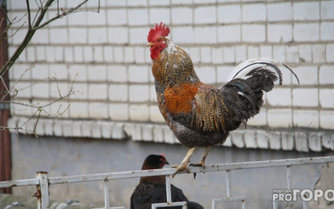 Кировчанам запретили содержать домашних птиц на дачных участках
