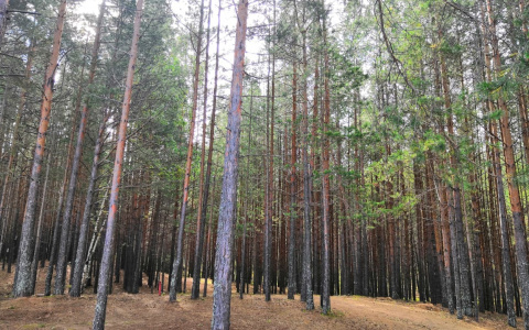 Суд обязал свечинские организации выплатить более миллиона рублей за незаконную вырубку леса